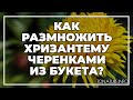 Как размножить хризантему черенками из букета? | toNature.Info