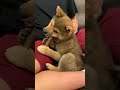 ペットステージ  ウッディー・タフ・スティック　好き！DADWAY Petstages #柴犬#琥珀#こはく#SHIBAINU#shibainupuppy #犬#dog#KOHAKU#子犬#Puppy