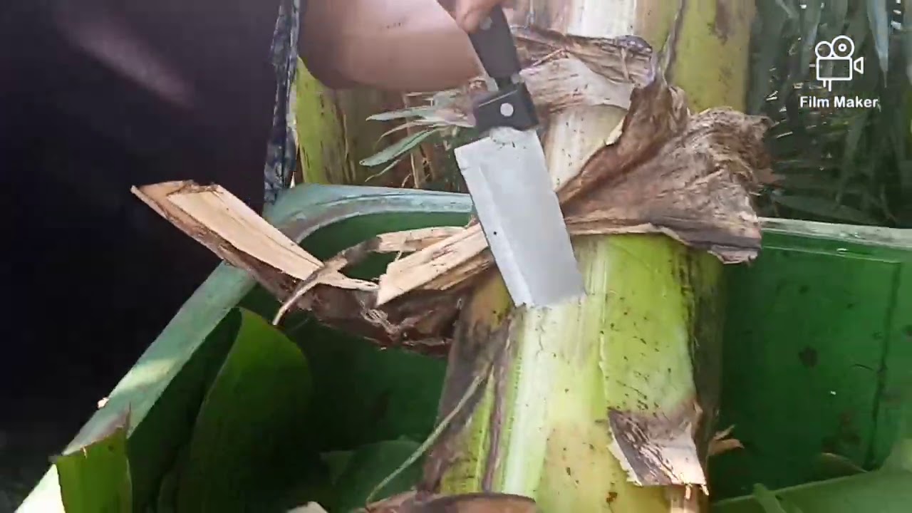 Cara membuat pupuk alami dari  daun  dan batang pisang  YouTube