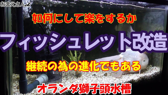 アクアリウム フィッシュレット改造 Youtube アクアリウム フィッシュレット改造 Youtube