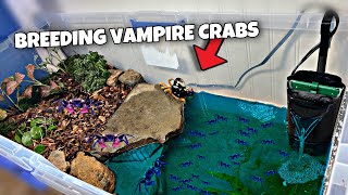 Breeding Vampire Crabs For Profit?!? (DIY)