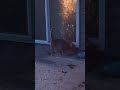 ferals