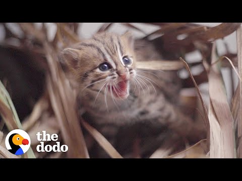 Video: 5 naudingų kačių treniruočių patarimai, kaip kontroliuoti savo 