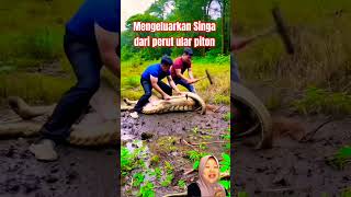 Mengeluarkan Singa Dari Perut Ular Piton animals snake lion wildlife trending shorts viral