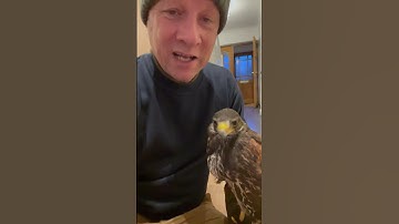 Harris hawk training