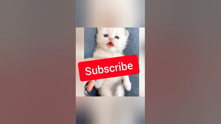 Watch the video about Cutest funny cats & dog ll #shorts #cutestanimalsworld #cutest #animals #funny #cat #dog #cute