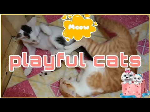 FUNNY CATS PLAYING | Timber & Kiara's Vlog