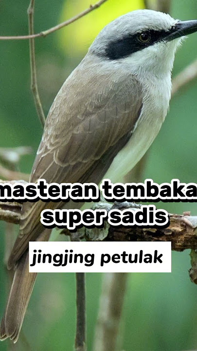 masteran sadis JingJing petulak #masteranburung #masteranmuraibatu #jingjingpetulak