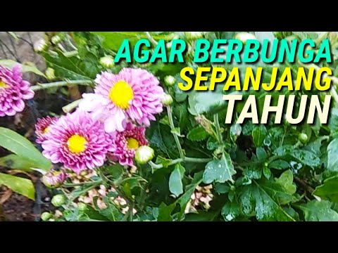 Video: Tetrastigma (24 Foto): Deskripsi Tetrastigma Vuanye, Lanset Dan Spesies Lainnya. Perawatan Bunga Di Rumah