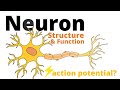 Structure and function of a neuron