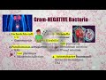 Infections & Antibiotics Explained Ultimate Guide for Healthcare Professionals, AGACNP BOARD REVIEW