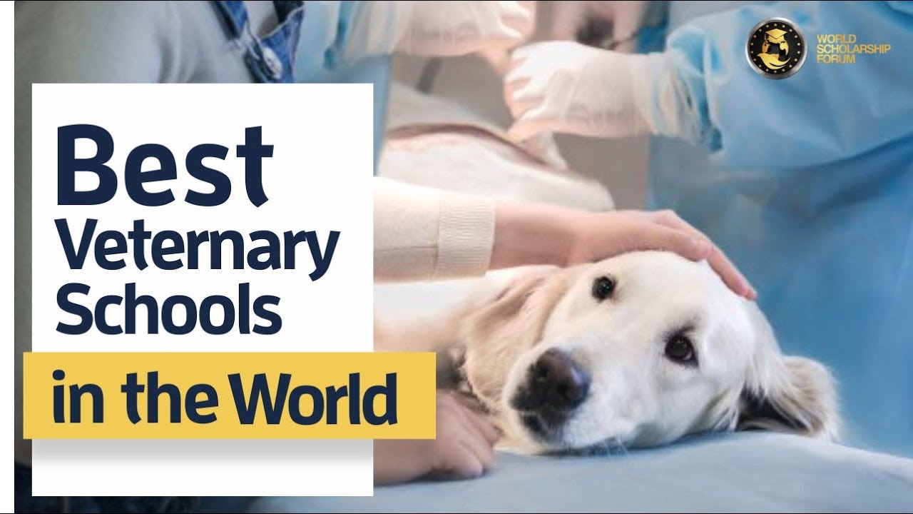 7 Best Vet Schools In The World 2022 YouTube