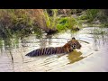 Tiger Cubs enjoying their water day out | Tadoba |