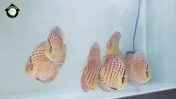 CÁ DĨA XANH CHỈ ĐO - RED TURQUOIS - SIZE 9/10