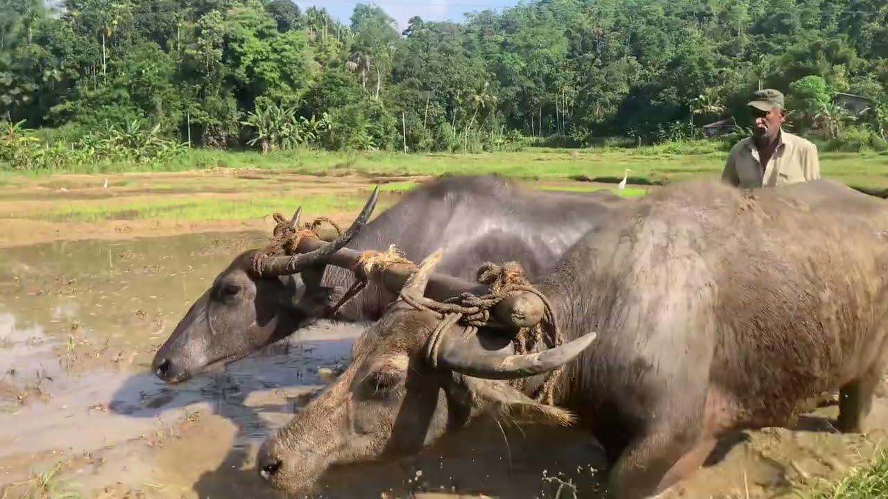 පුරාන ක්‍රමේට මීහරකුන්ගෙන් කුඹුරු කරන ගමේ ගොවියෝ.
