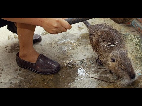 Vidéo: La Capture Et La Vente D'animaux Sauvages Se Sont Avérées Courantes En Méso-Amérique Ancienne - Vue Alternative
