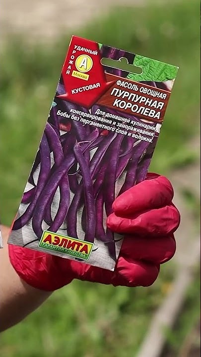 ДЕКОРАТИВНАЯ ФАСОЛЬ 🫘 Оригинальная, вкусная, красивая и полезная! #сад ...
