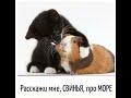 ЮМОРОТЕРАПИЯ ОНЛАЙН (выпуск 1) СМЕХ ПРЕВРАЩАЕТ БУДНИЕ ДНИ В ПРАЗДНИК !