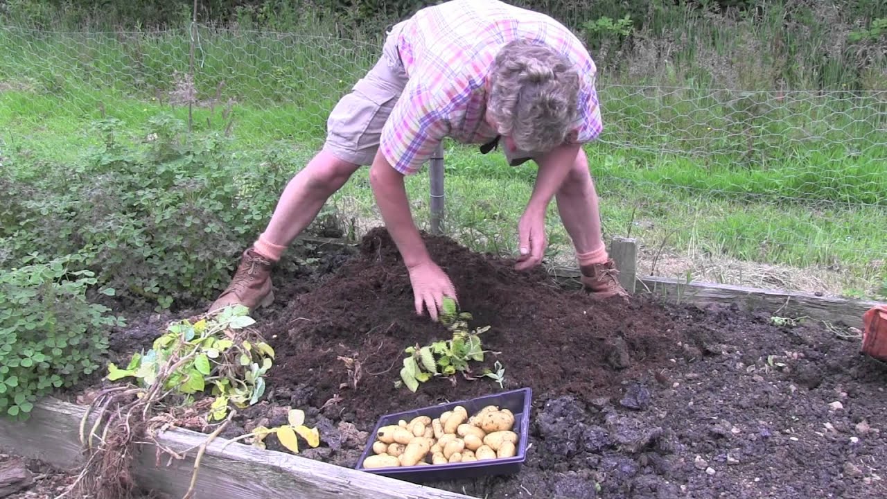 Enormous harvest of Container Grown Potatoes