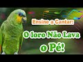 Música ensinar papagaio a cantar o loro não lava o pé - loro não lava o pé para ensinar papagaio