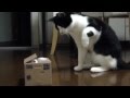 Cats react to cat piggy bank / кот залип на японской копилке