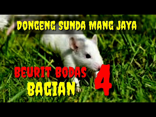 Dongeng Sunda Mang jaya Beurit Bodas Bagian ka 4 @AZchannel03 class=