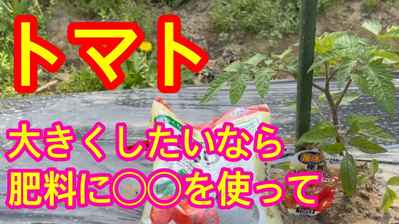 【トマト・ミニトマト】差が出ます！肥料に◯◯を使うだけでトマトの実が大きくなり、美味しくなります。是非試してみて下さい。