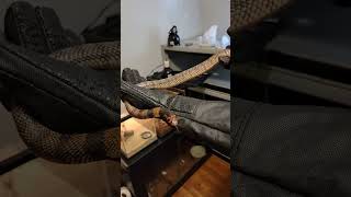 Coral Cobra Doesn't Want To Bite Me! #Coralsnake #Cobra #Venomoussnakes #Reptiles #Snakebite