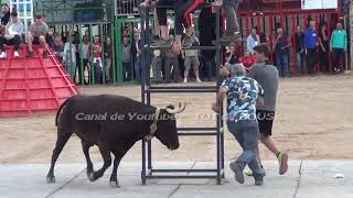 ALCANAR ( T ) - MARTES 14/05/2024 - GANADERIA VTE. BENAVENT   QUATRETONDA ( V ) - VIDEOS TOT de BOUS