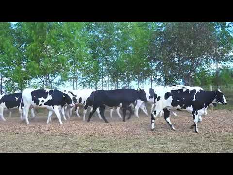 BATERIA 01 LOTE 359 AO 378