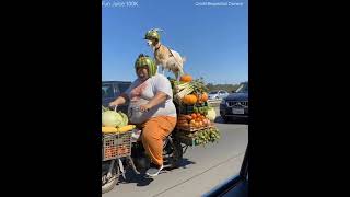 “LOL Moments Gone Wrong 😂 Viral Fails of the Week”
