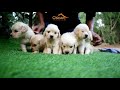 Golden retriever puppies  available