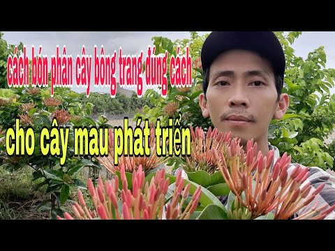 Video Bông Trang TV - Bón Phân Cây Bông Trang Đúng Cách /... - youtube