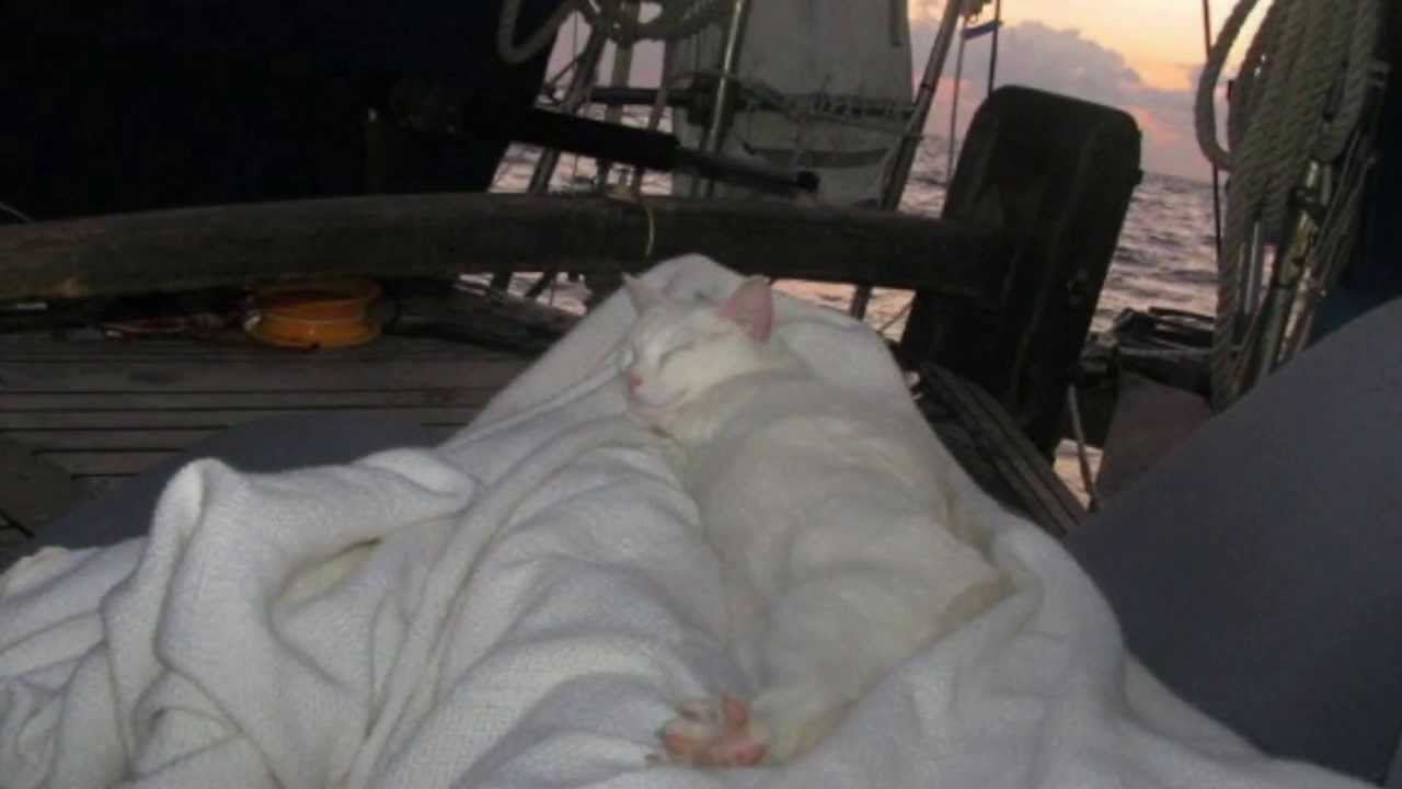 6. Aebi the Sailing Cat