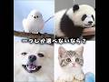 一つしか選べないなら? #動物 #可愛い #犬 #猫 #癒し
