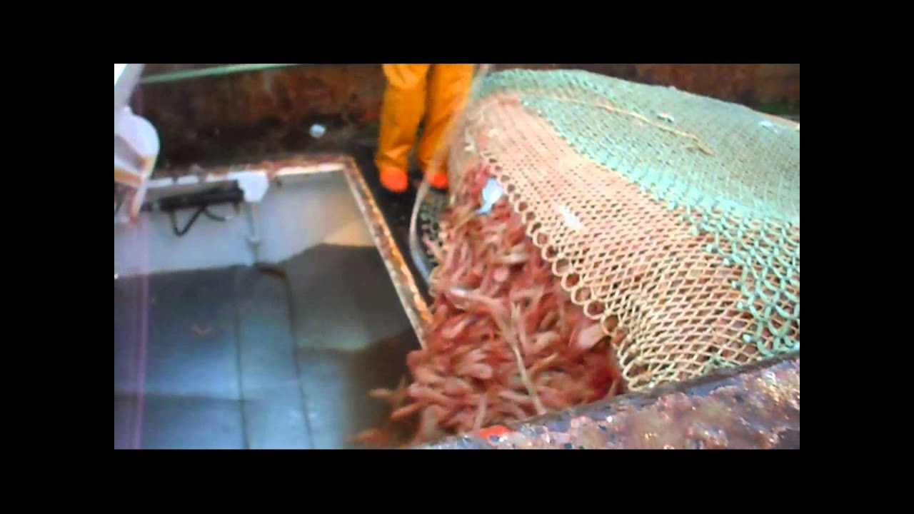 pesca de langostino,buque Alver