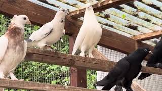 Голуби ￼ Tauben Pigeons  Andijan von Viktor Germania