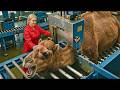 How Camel Leather Becomes a Luxury Patek Philippe Watch Strap 😱   Full Factory Process