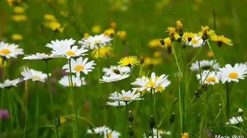 القارئ سجاد الصالحي مقطع من سورة الاعراف