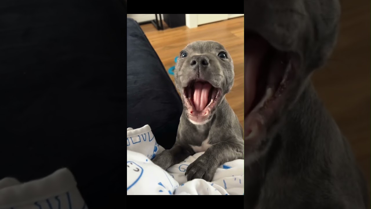 Cat and dog core