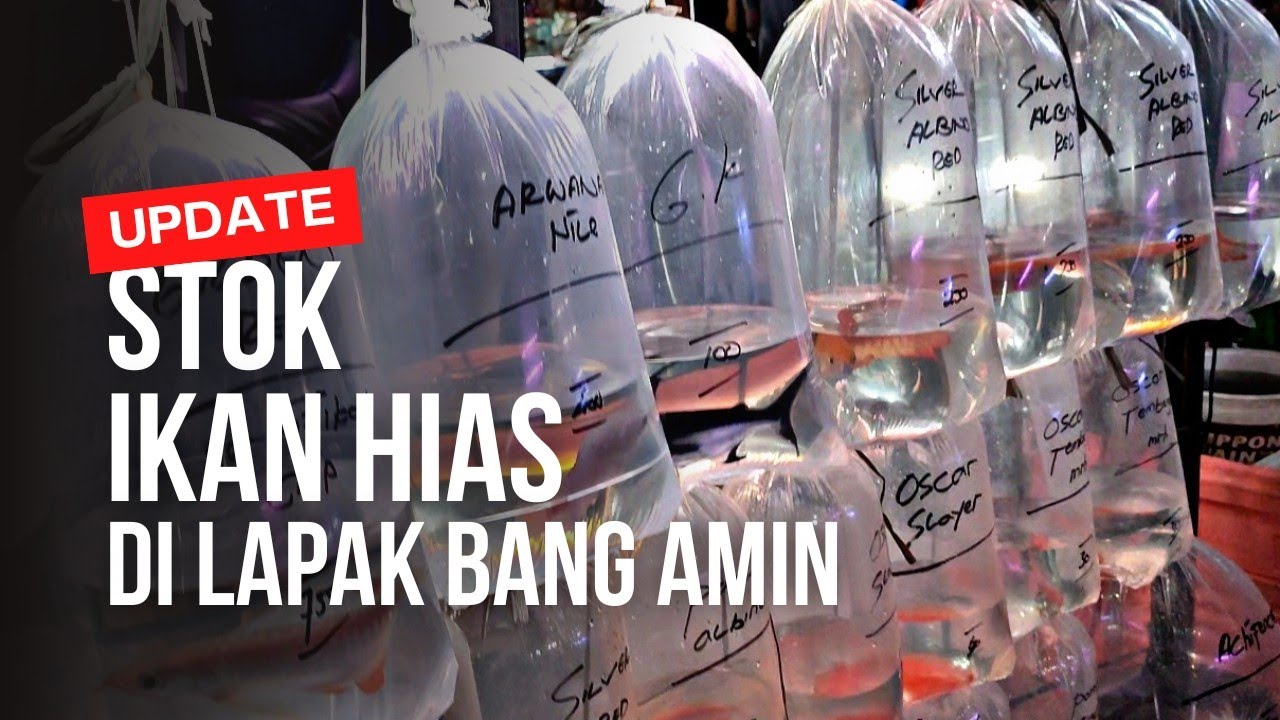 ADA APA STOK TERBARU DI LAPAK BANG AMIN || PASAR IKAN HIAS JATINEGARA 