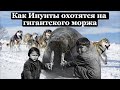 Как инуиты охотятся на гигантского моржа: жизнь и традиции Инуитов