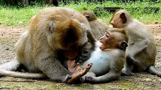 OMG...Aesope play bad biting private area little monkey, Pity poor baby cry beg Aesope stop hurt him