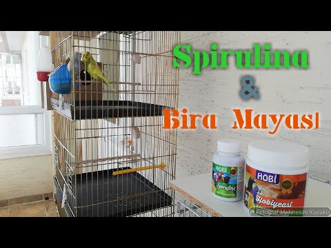 Muhabbet Kuşlarında Bira Mayası ve Spirulina Kullanımı