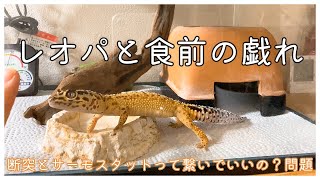 レオパと食前の戯れ＆サーモスタットと暖突繋いでいいの？問題