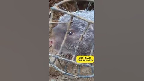 Lồng bẫy dúi thông minh và trải nghiệm thực tế của anh em khi mua hàng 0368630140