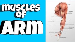 Muscles Of Armbrachium Upper Limb Anatomy Medical Corps