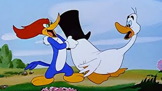 Woody Woodpecker The Mad Hatter 1948 Clic Cartoon