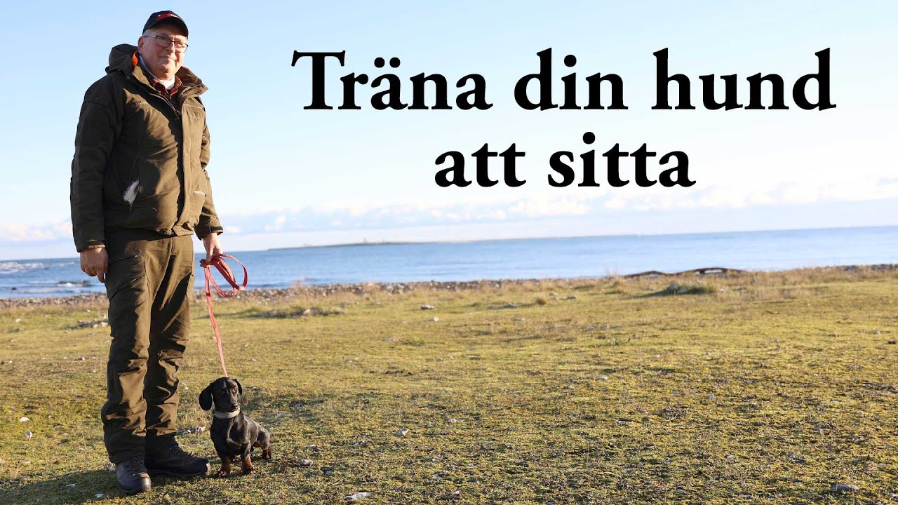Hundskolan: Träna din hund att sitta