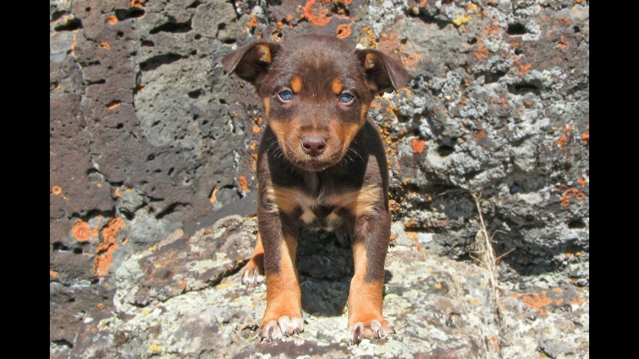 tan kelpie puppies